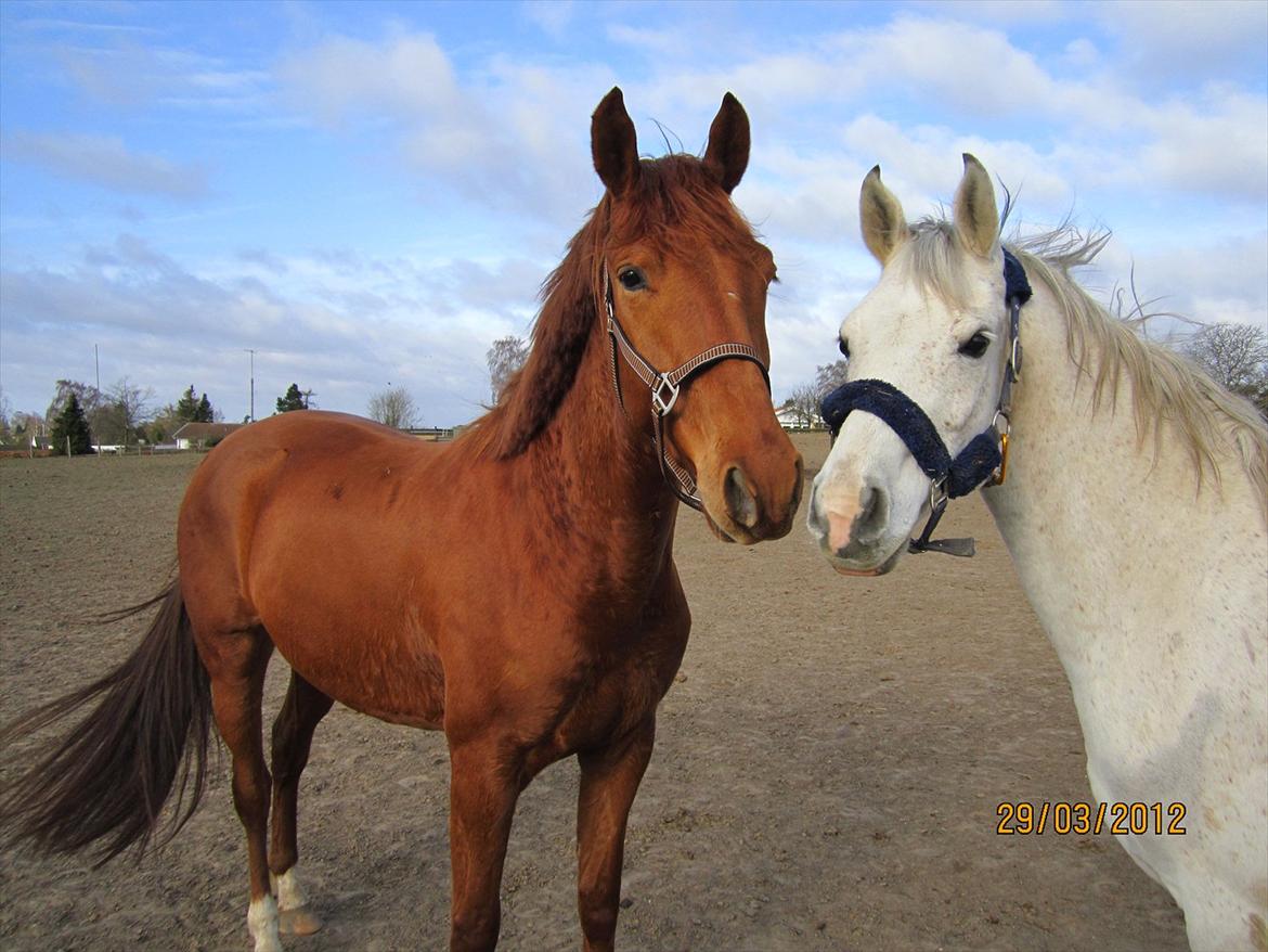 Tysk Oldenburger Immernenz (Bimmer) <3 - d. 28.03.2013 billede 22