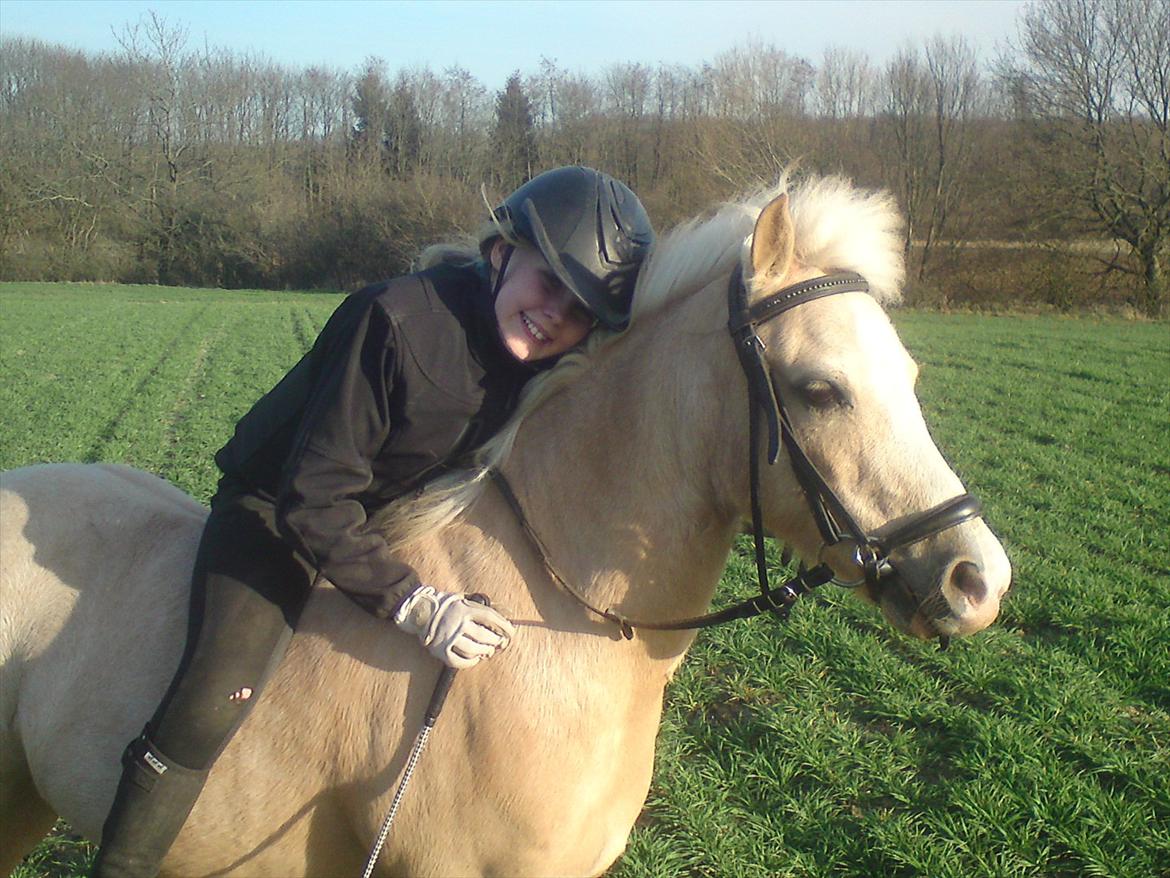 Welsh Mountain (sec A) Emil - Min søde Emil billede 3