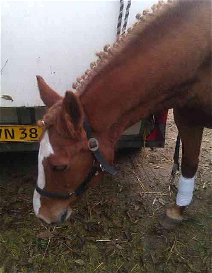 Anden særlig race Angel "My one and only<3" billede 11