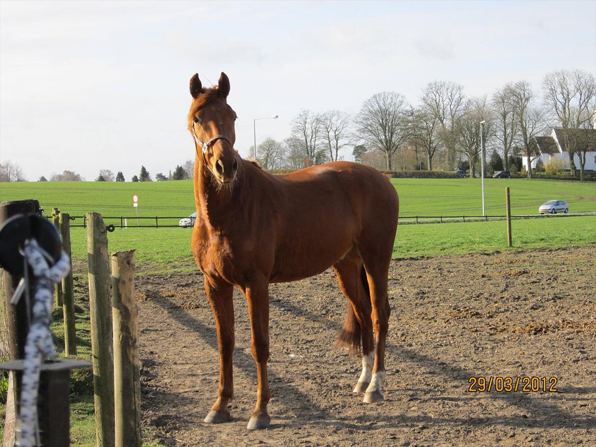 Tysk Oldenburger Immernenz (Bimmer) <3 - d. 28.03.2013 billede 23