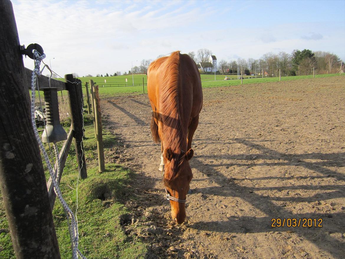 Tysk Oldenburger Immernenz (Bimmer) <3 - d. 28.03.2013 billede 24