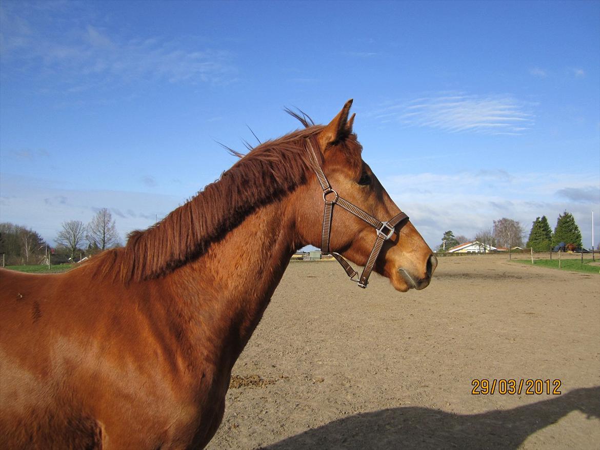 Tysk Oldenburger Immernenz (Bimmer) <3 - d. 28.03.2013 billede 25