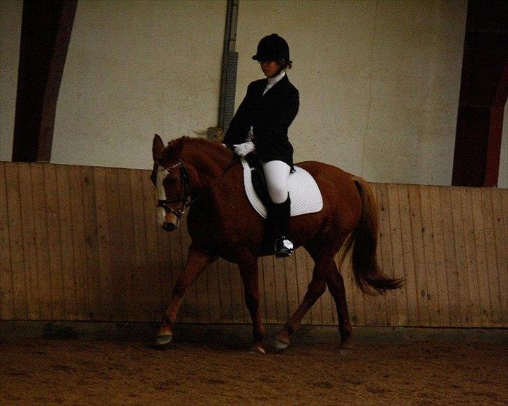 Anden særlig race Angel "My one and only<3" billede 10