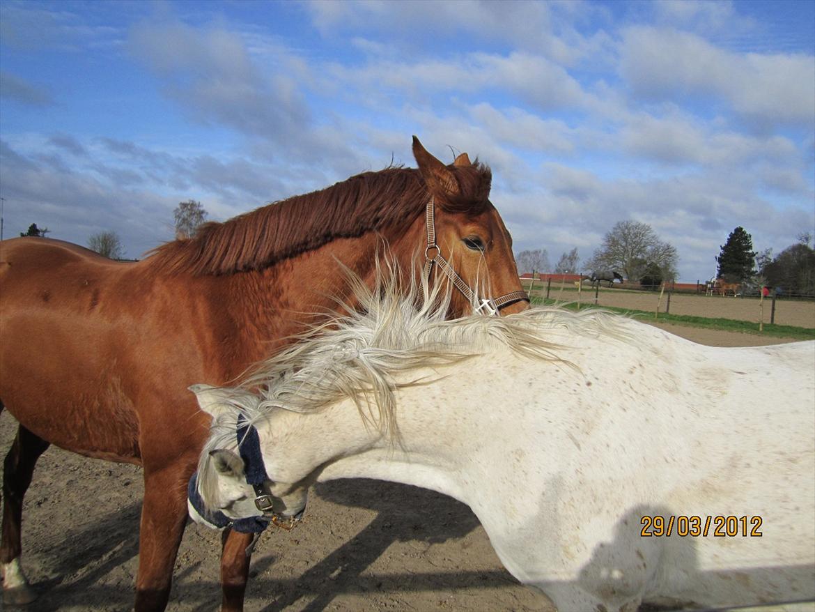 Tysk Oldenburger Immernenz (Bimmer) <3 - d. 28.03.2013 billede 26