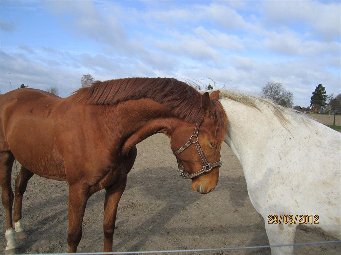 Tysk Oldenburger Immernenz (Bimmer) <3 - d. 28.03.2013 billede 27