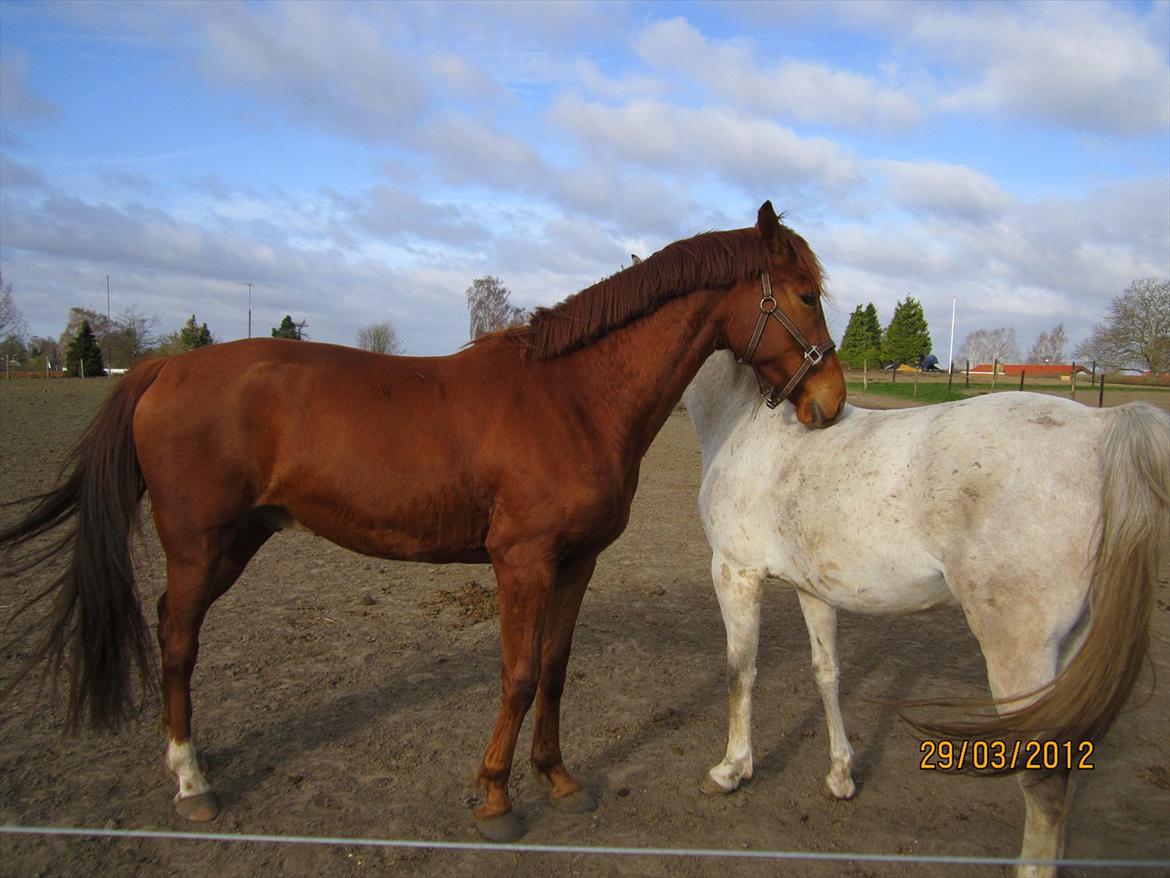 Tysk Oldenburger Immernenz (Bimmer) <3 - d. 28.03.2013 billede 28