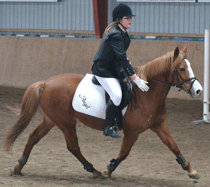 Anden særlig race Angel "My one and only<3" billede 17