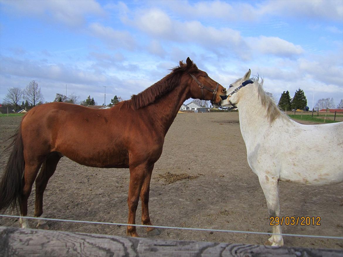 Tysk Oldenburger Immernenz (Bimmer) <3 - d. 28.03.2013 billede 29