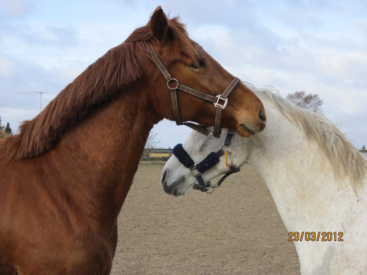 Tysk Oldenburger Immernenz (Bimmer) <3 - d. 28.03.2013 billede 30