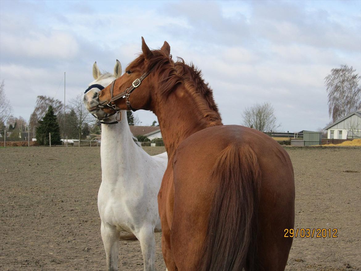 Tysk Oldenburger Immernenz (Bimmer) <3 - d. 28.03.2013 billede 31
