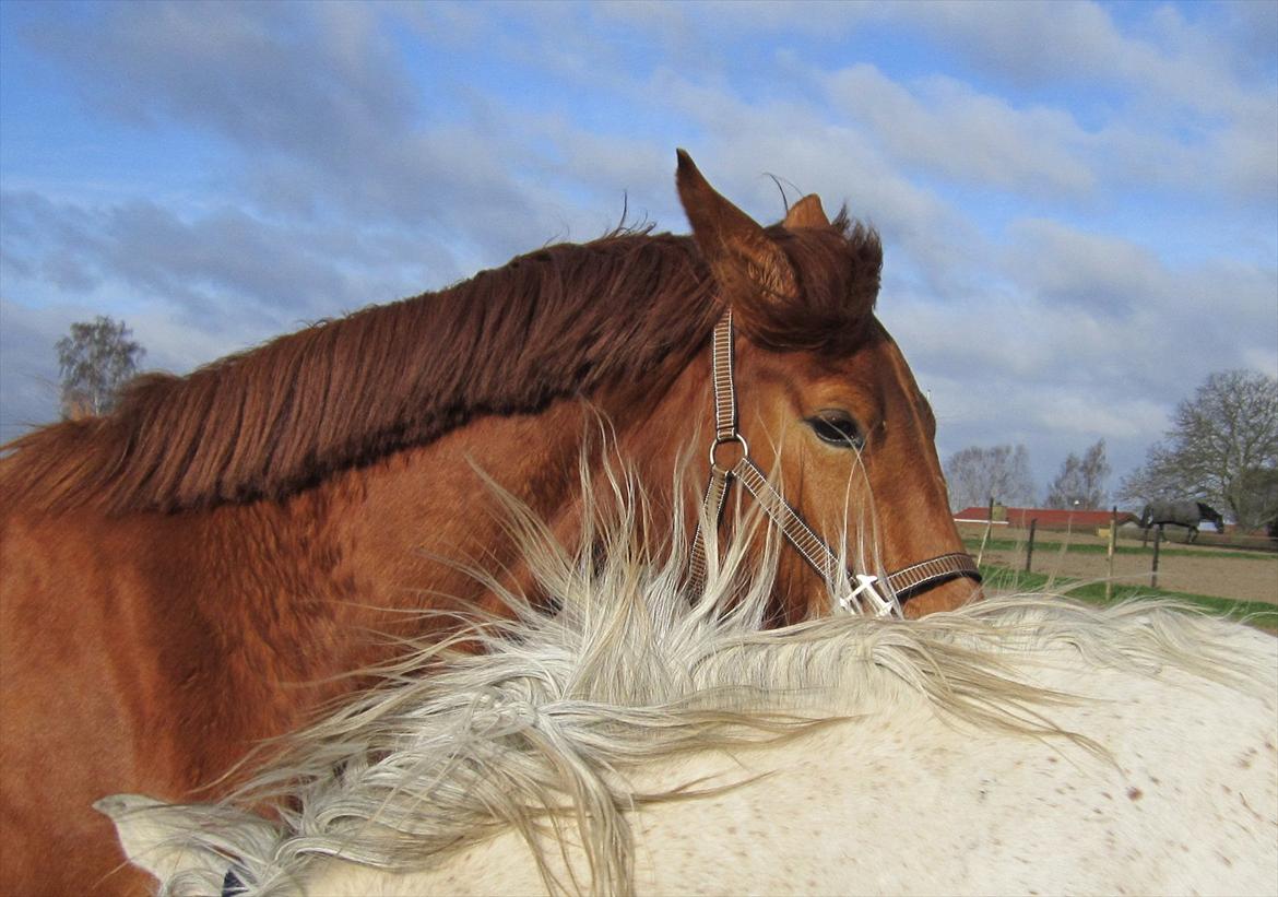 Tysk Oldenburger Immernenz (Bimmer) <3 - d. 28.03.2013 billede 21