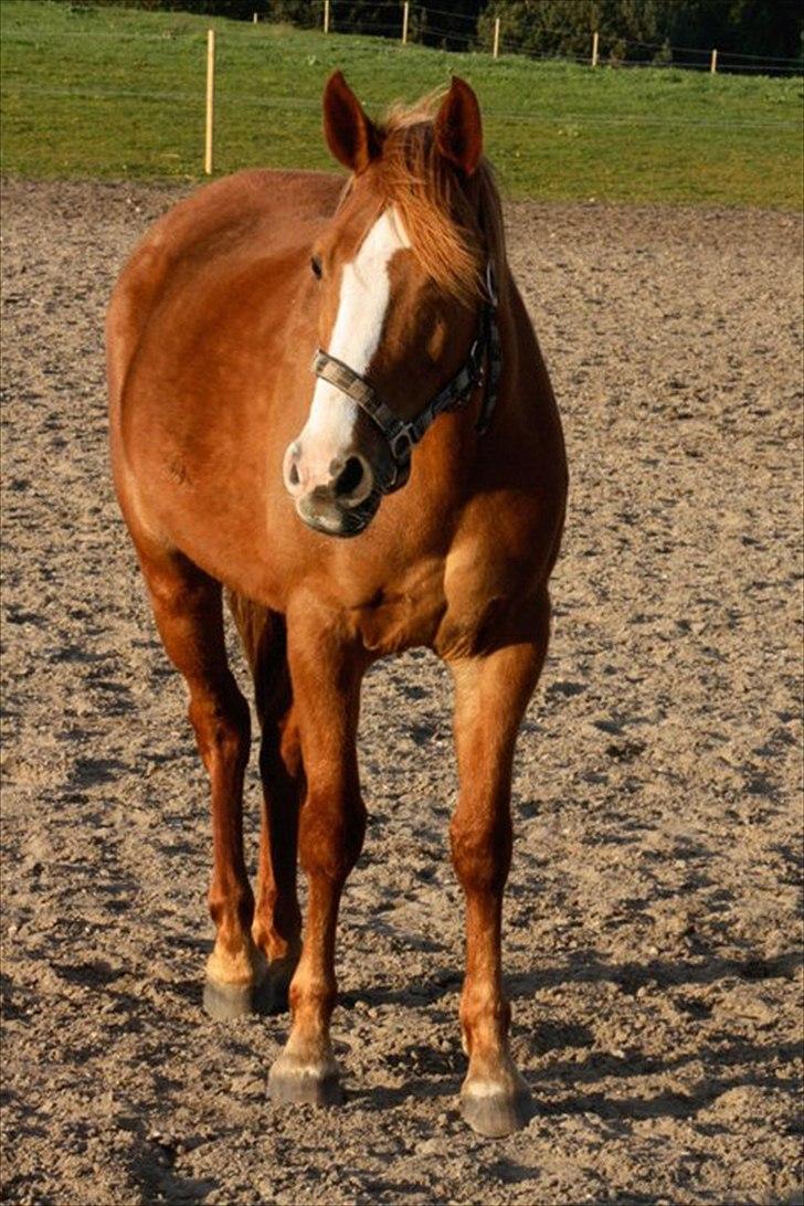 Anden særlig race Angel "My one and only<3" billede 7