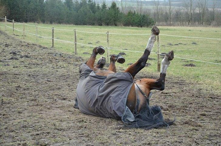 Anden særlig race Bianca - Bianca er blevet en meget gladere hest igen. Jeg elsker dig <3 billede 13