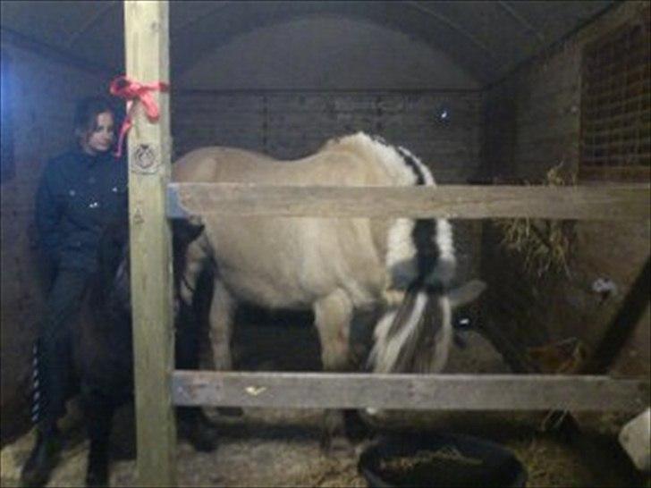 Fjordhest Lukas  - I min nye dejlige boks :* billede 7