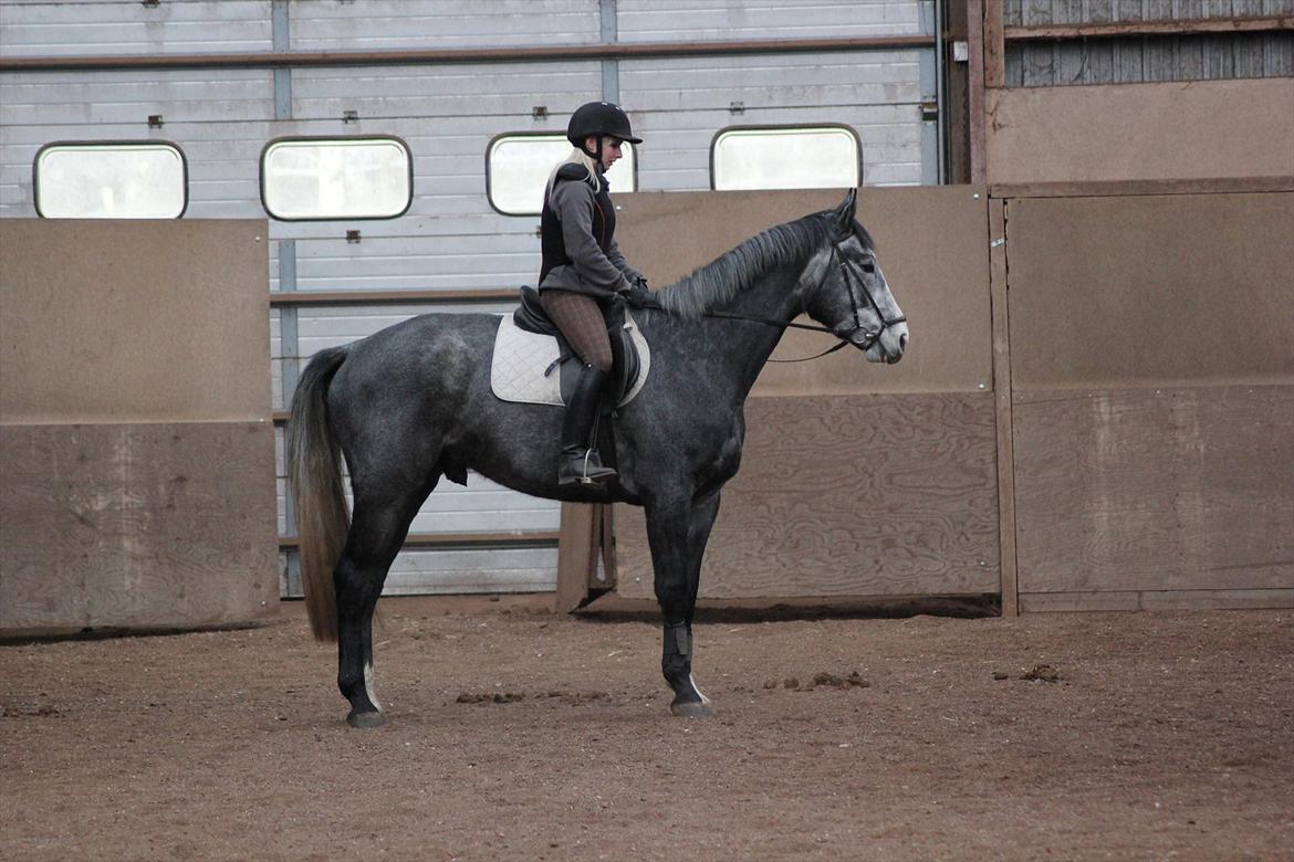 Anden særlig race Ferdinand Pascal - 1/4-12 - 2 mdr i ridning billede 8