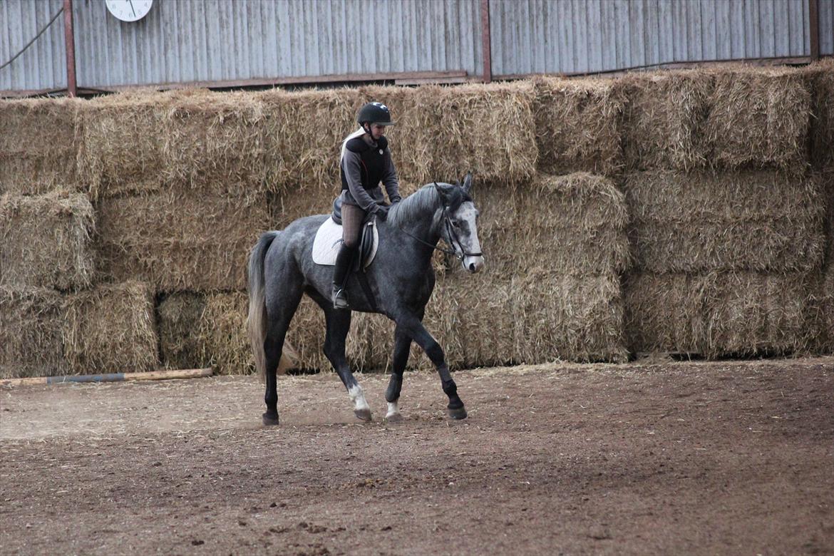 Anden særlig race Ferdinand Pascal - 1/4-12 - 2 mdr i ridning billede 20