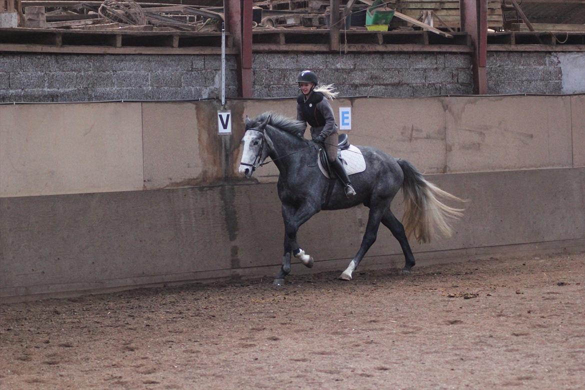 Anden særlig race Ferdinand Pascal - 1/4-12 - hans 3. galop m. rytter - 2 mdr i ridning billede 5