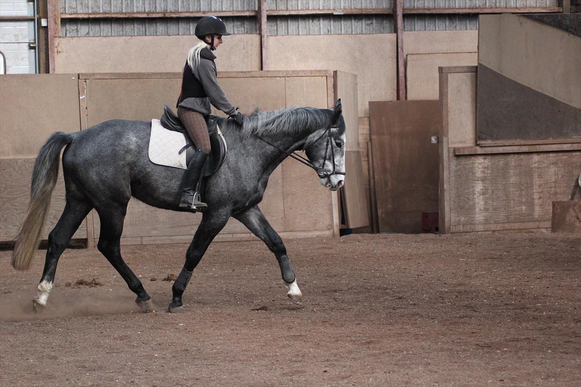 Anden særlig race Ferdinand Pascal - 1/4-12 - 2 mdr i ridning billede 14