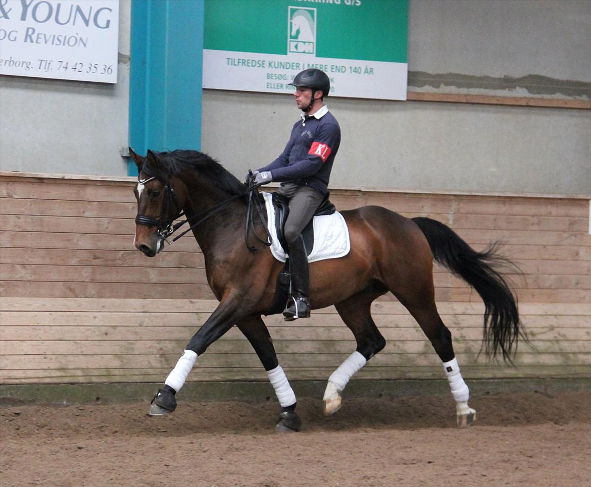 Dansk Varmblod Free Willy; Babyface <3 B-hest! - Velkommen til Free Willy's profil.. Læg gerne en kommentar og bedømmelse.. (o: billede 1