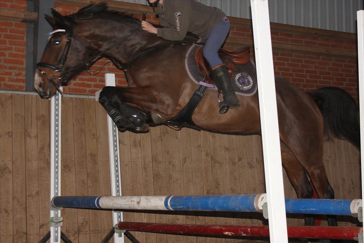 Dansk Varmblod Åen`s April - B - HEST <3. - Baby springning april 2012! 
 billede 2