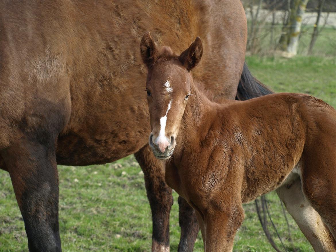 Knabstrupper Alaiiah Korsholm - 1 dag gammel billede 2
