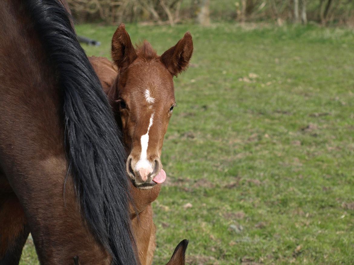 Knabstrupper Alaiiah Korsholm - Fræk lille tungerækker billede 4