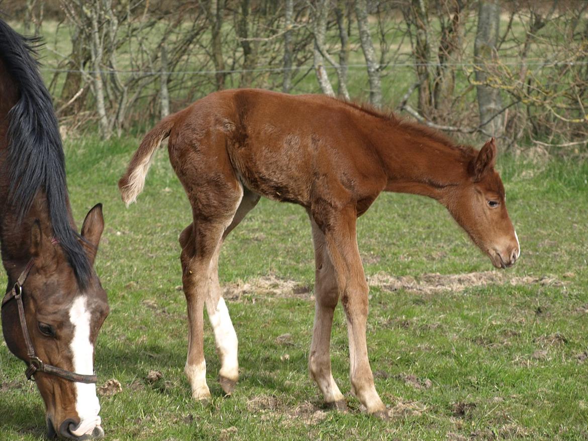 Knabstrupper Alaiiah Korsholm billede 6