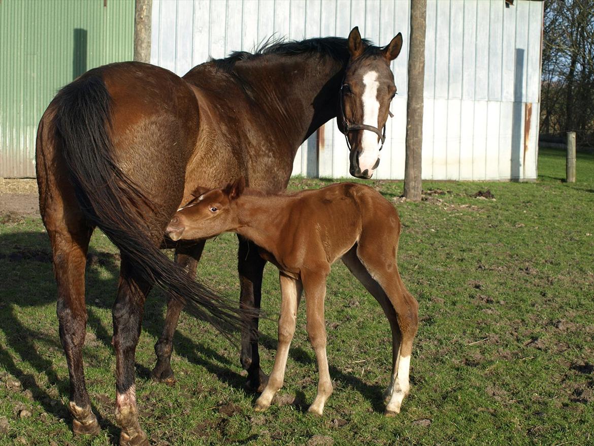 Knabstrupper Alaiiah Korsholm billede 7