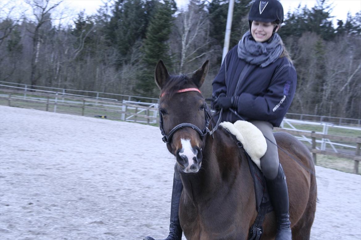 New Forest Starlight - En super hyggelig dag med Patricia og Starlight :-)
Fotograf: Patricia Angel billede 12