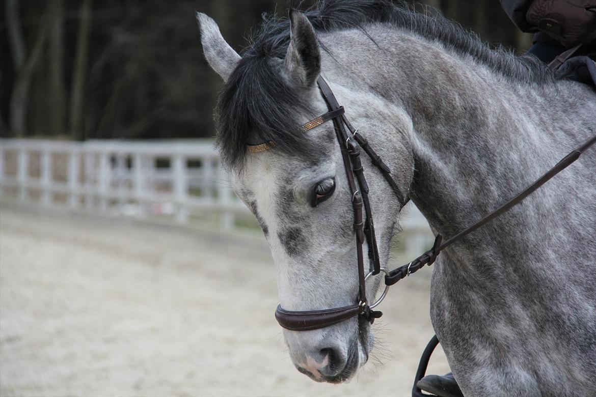 Hollandsk Sportspony Kylah W - You are the straw to my berry <3
Foto: Emma Sjelle billede 10