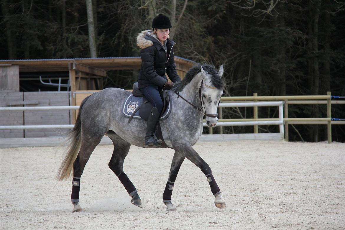 Hollandsk Sportspony Kylah W - lææææker dressurpony <3 
foto af Emma Sjelle <3 billede 5