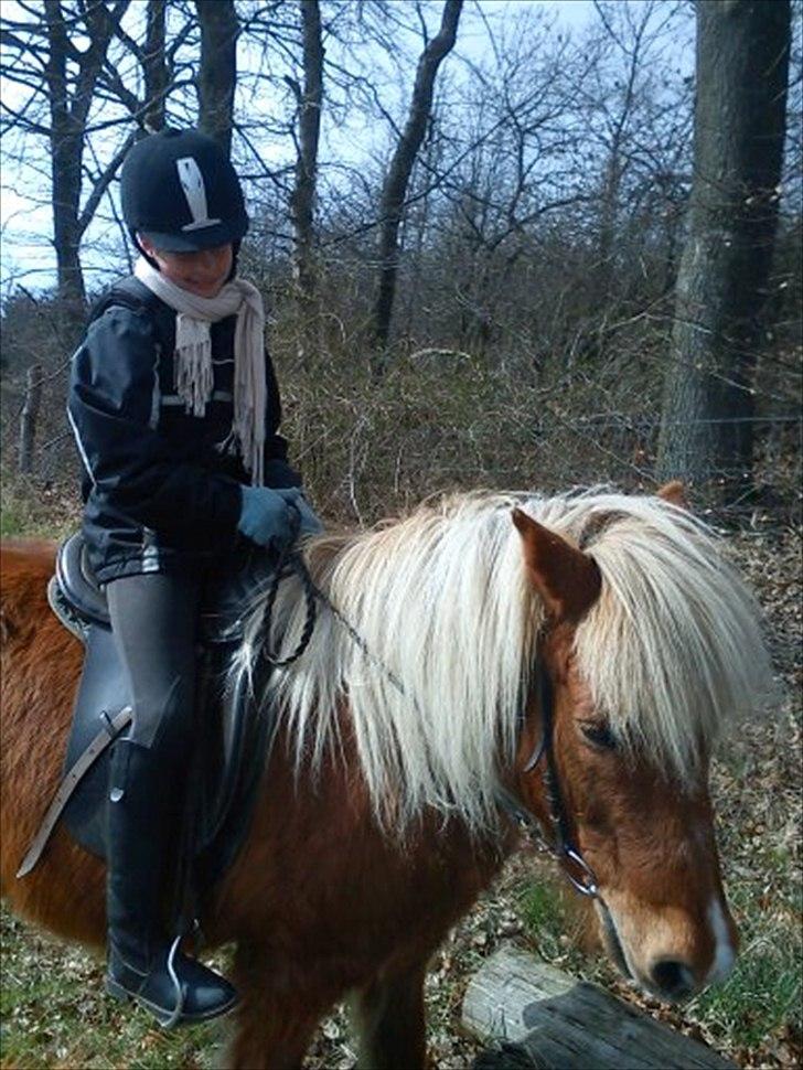 Islænder Petur - 2012 billede 9