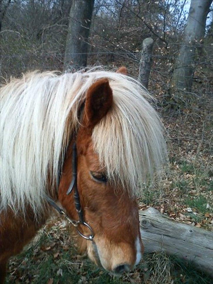 Islænder Petur billede 5