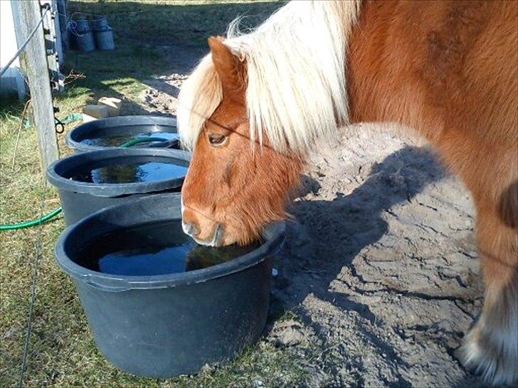 Islænder Petur billede 6