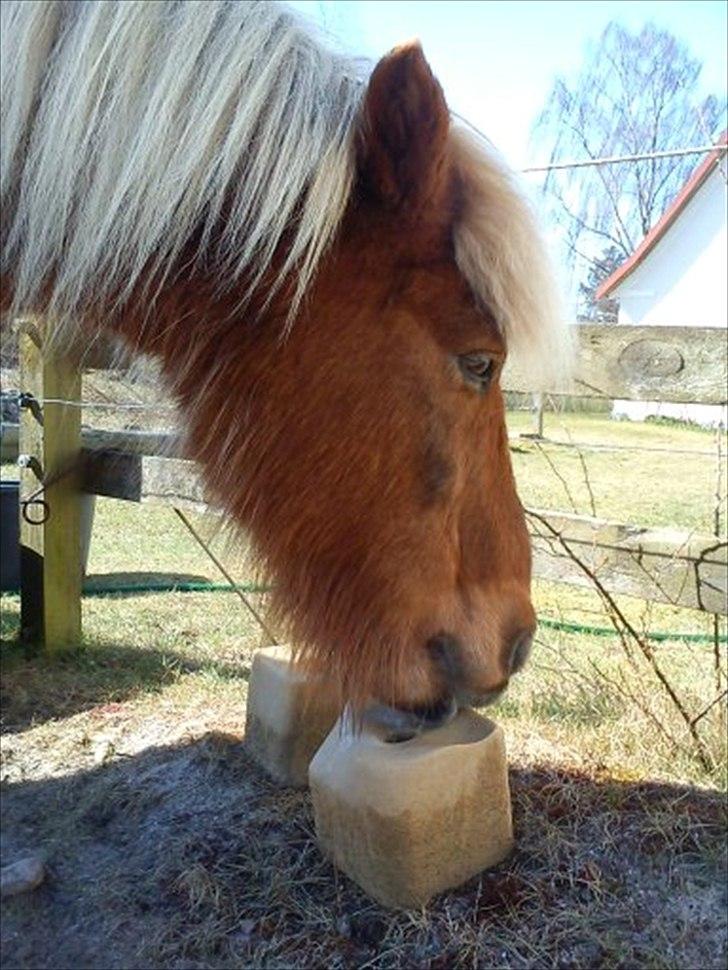 Islænder Petur billede 7