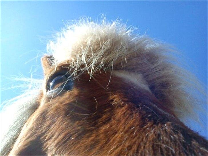 Islænder Petur billede 10