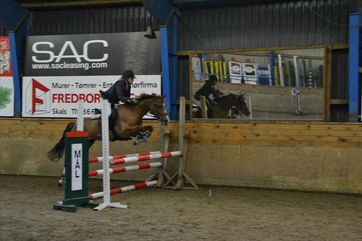 Anden særlig race Tosca J - mig og tosca til klub mester skabet billede 4