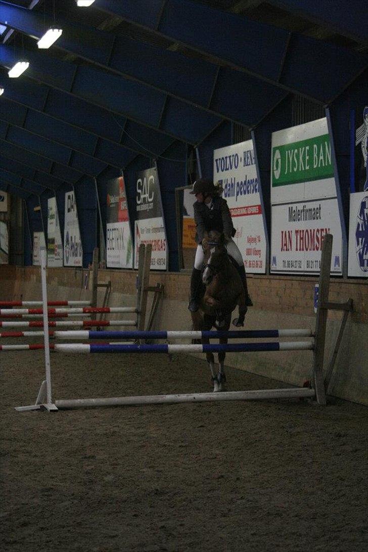 Anden særlig race Tosca J - mig og tosca i om springning billede 3