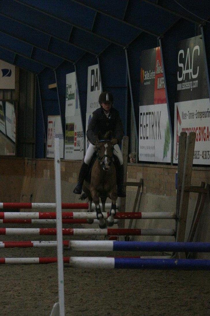 Anden særlig race Tosca J - omspringning billede 5