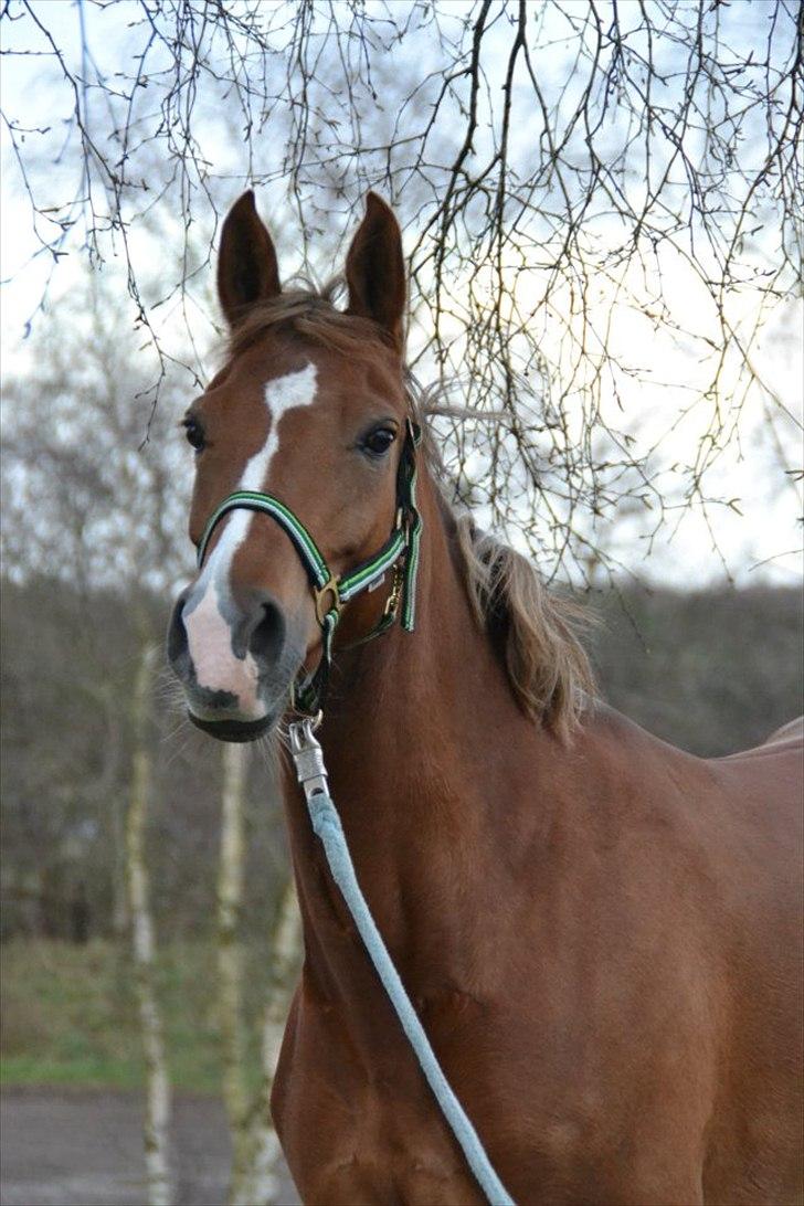 Anden særlig race Tosca J - dejlige billede 12