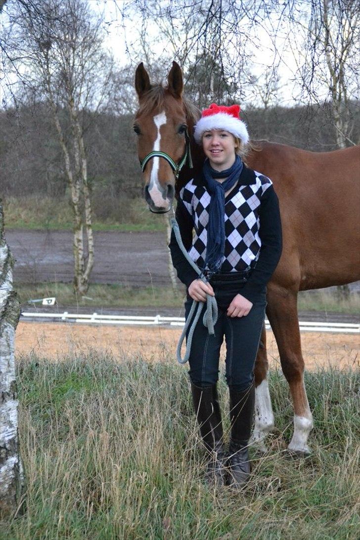 Anden særlig race Tosca J - til jule kort billede 13