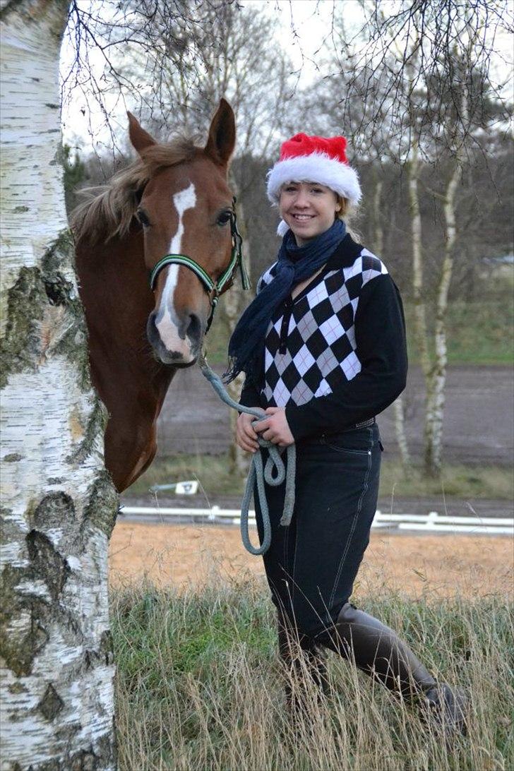 Anden særlig race Tosca J - jule billede billede 8