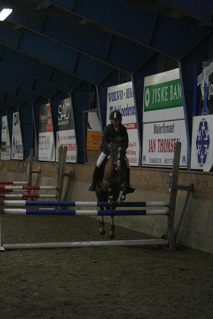 Anden særlig race Tosca J - hovederundete billede 6