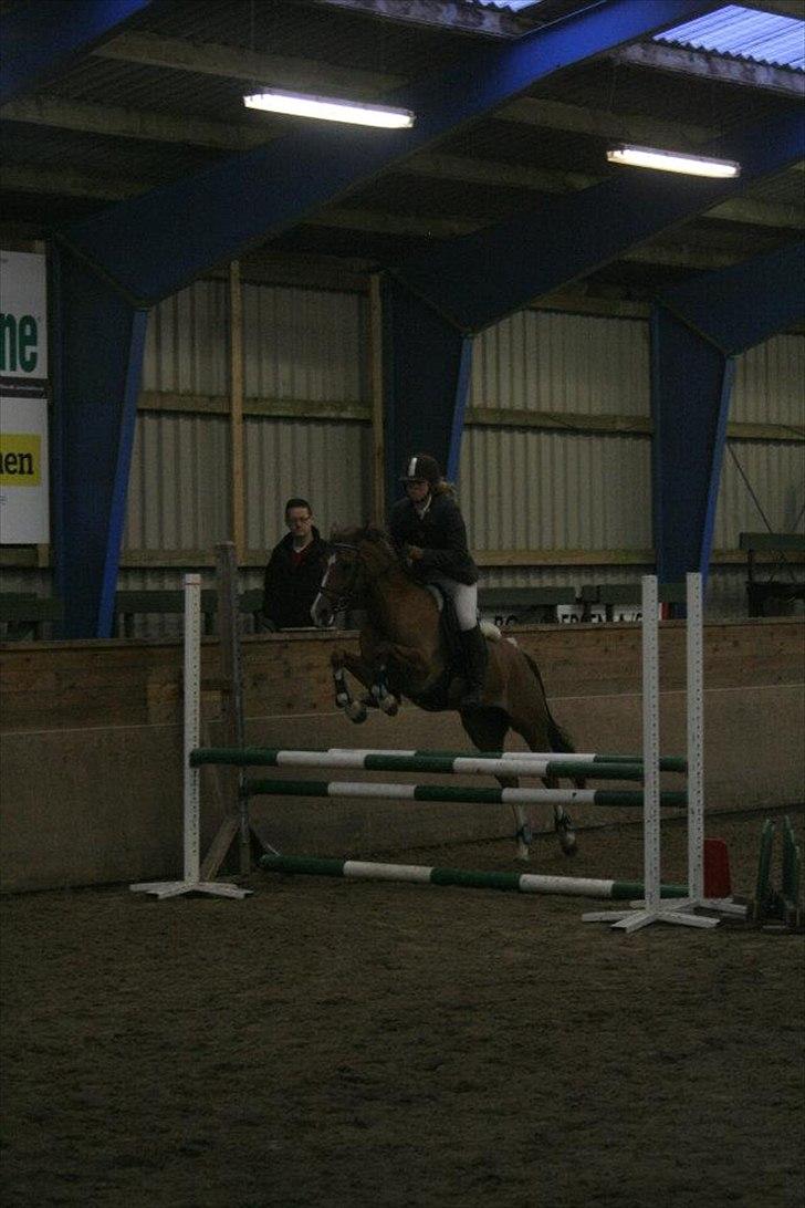 Anden særlig race Tosca J - dejlige pony i en LB billede 16