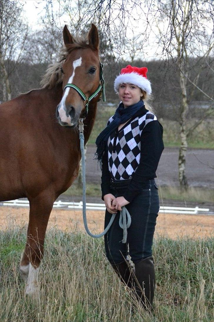 Anden særlig race Tosca J - jule billede billede 9