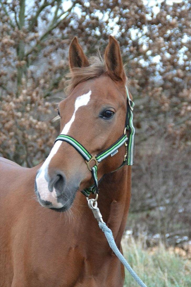 Anden særlig race Tosca J - er hun ikke bare smuk billede 11