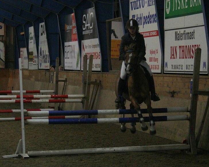 Anden særlig race Tosca J - omspringning billede 17