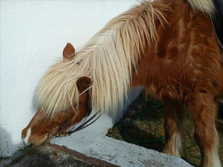 Islænder Petur billede 11