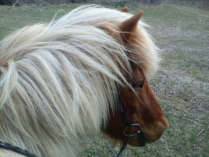 Islænder Petur billede 12