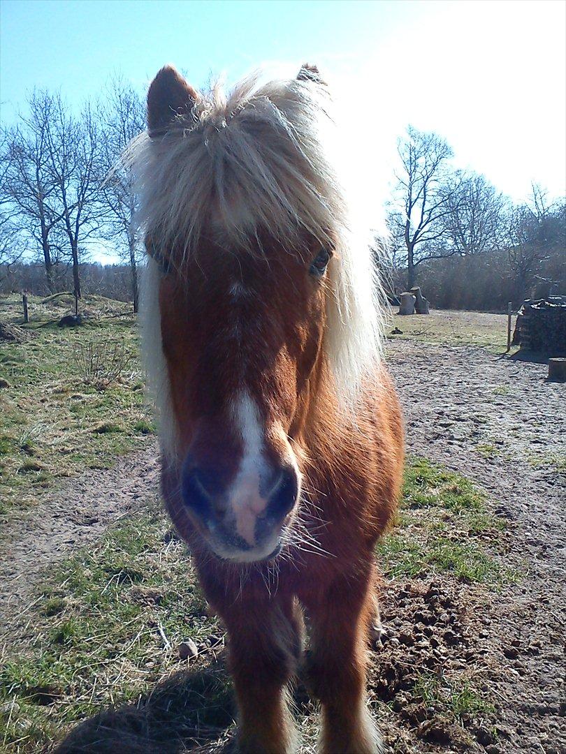Islænder Petur billede 13